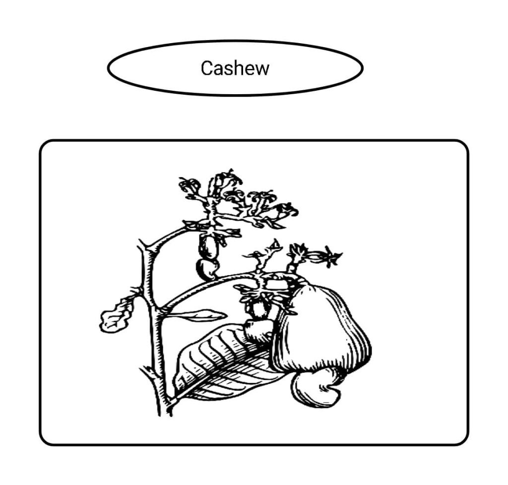 Cashew processing Manufacturing Business