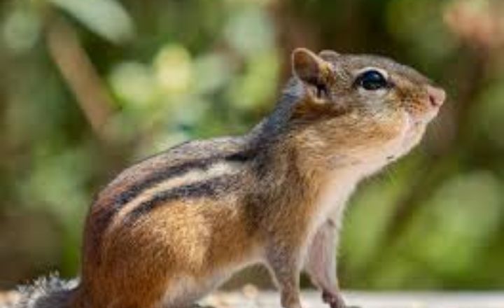 Cute Pet Chipmunk Names
