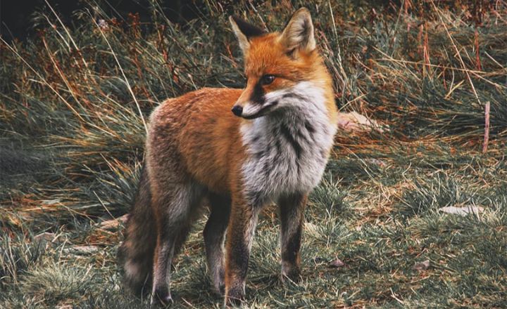 Best Pet Names for Fox