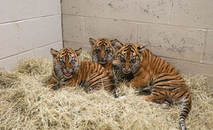 Best Pet Names for Tigers