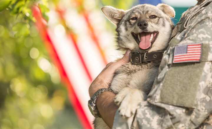 Military Names for Dog Cool and Badass Ideas