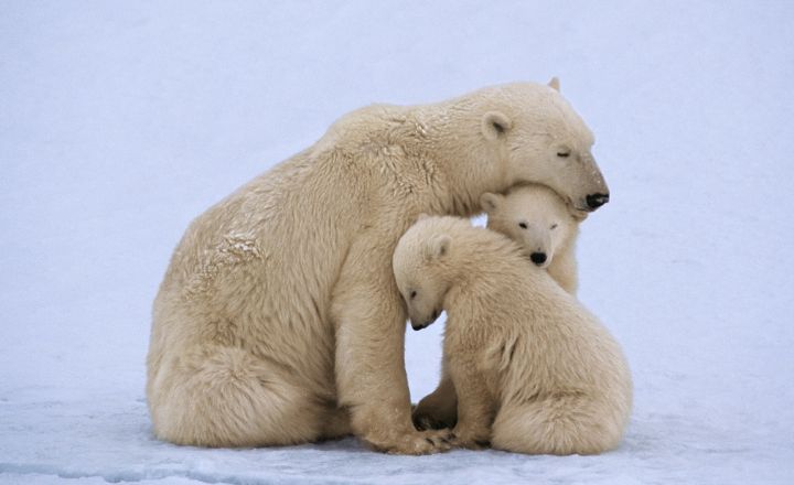 Unique Pet Names for Polar Bear