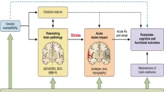 Vascular Cognitive Impairment Stages