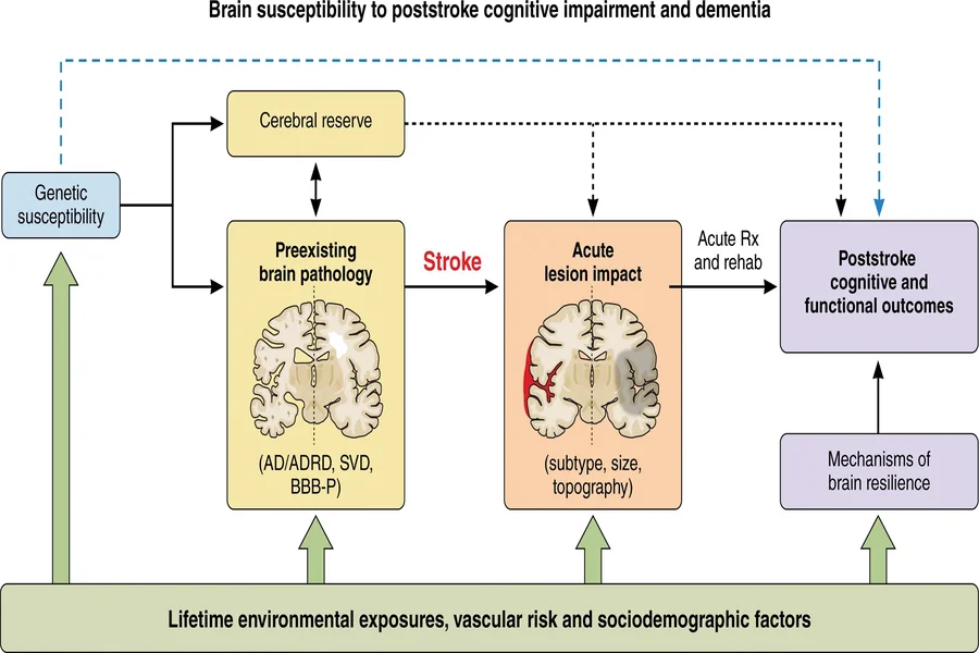 Vascular Cognitive Impairment Stages