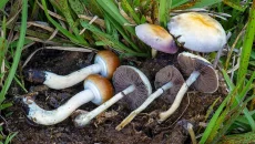 Magic Mushrooms