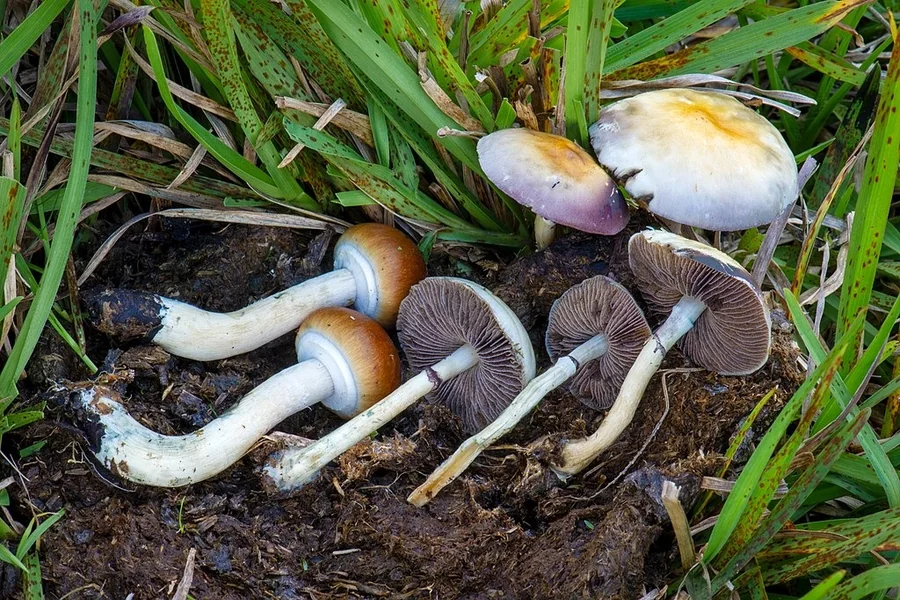 Magic Mushrooms