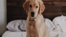 Pet Lodging