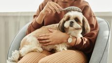 Owner brushing the head of their shih tzu's hypoallergenic coat.
