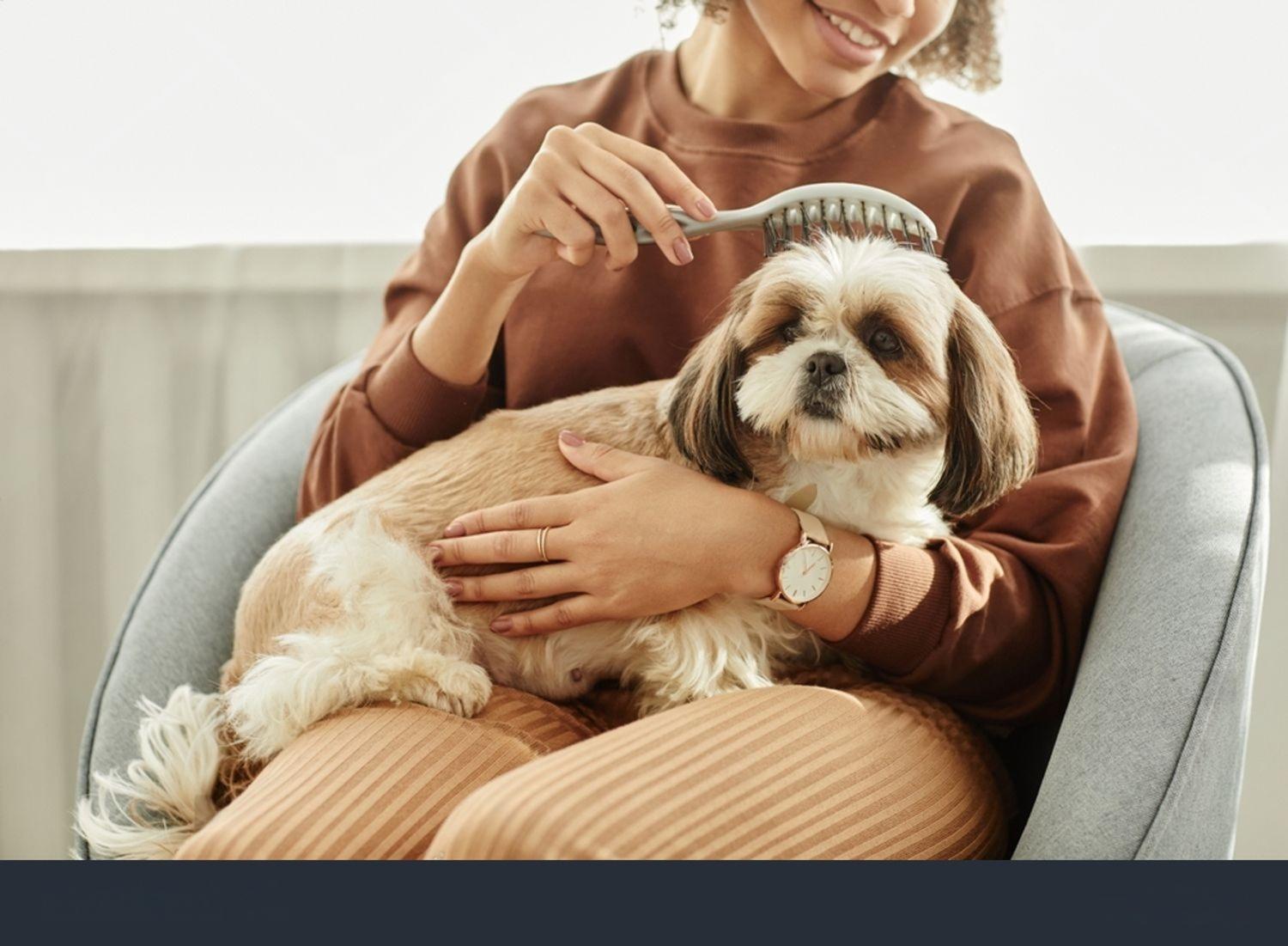 Owner brushing the head of their shih tzu's hypoallergenic coat.