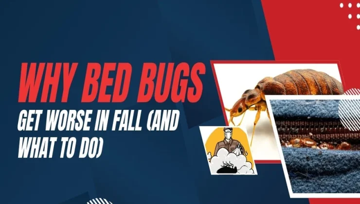 Bed Bugs