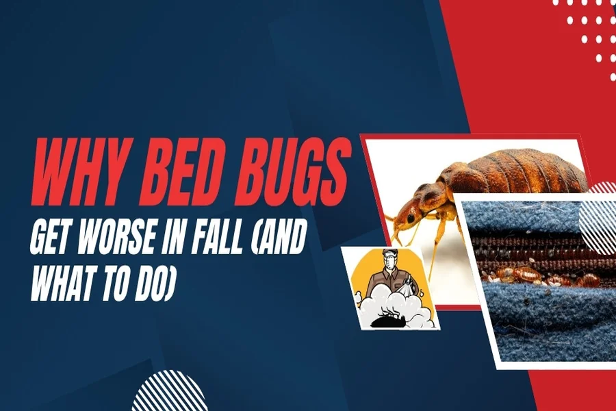 Bed Bugs