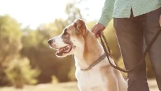 Why Legal Representation Matters In Dog Bite Settlement Negotiations