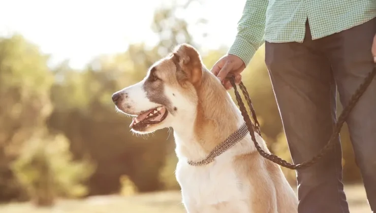 Why Legal Representation Matters In Dog Bite Settlement Negotiations