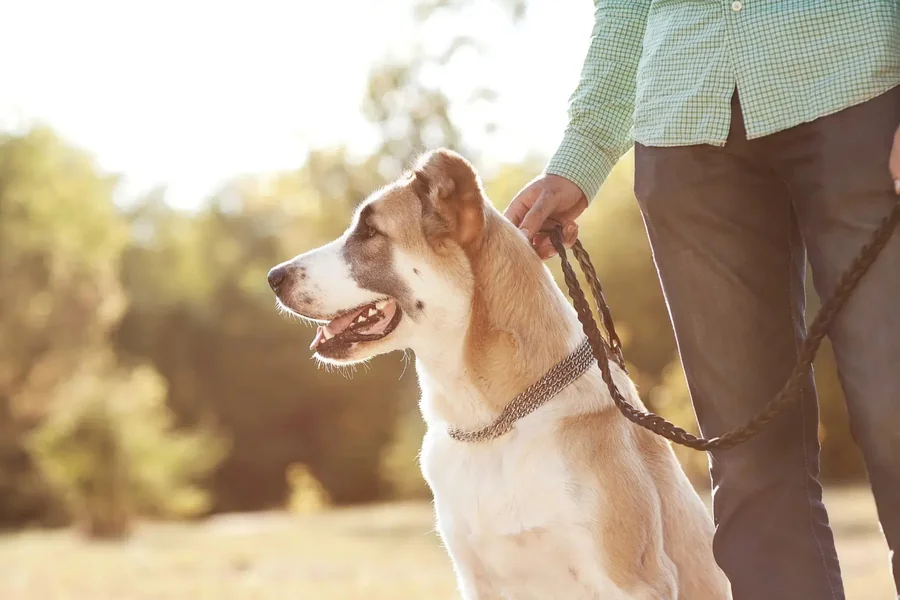 Why Legal Representation Matters In Dog Bite Settlement Negotiations