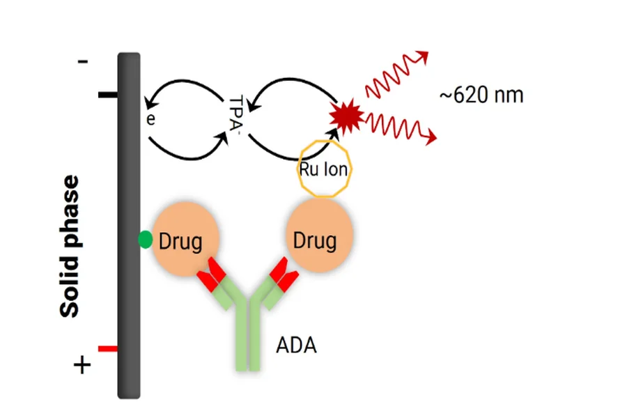 Immunogenicity 