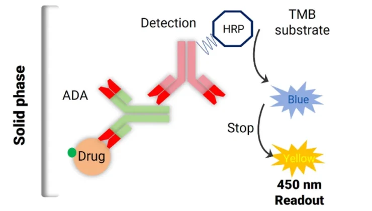 Immunogenicity