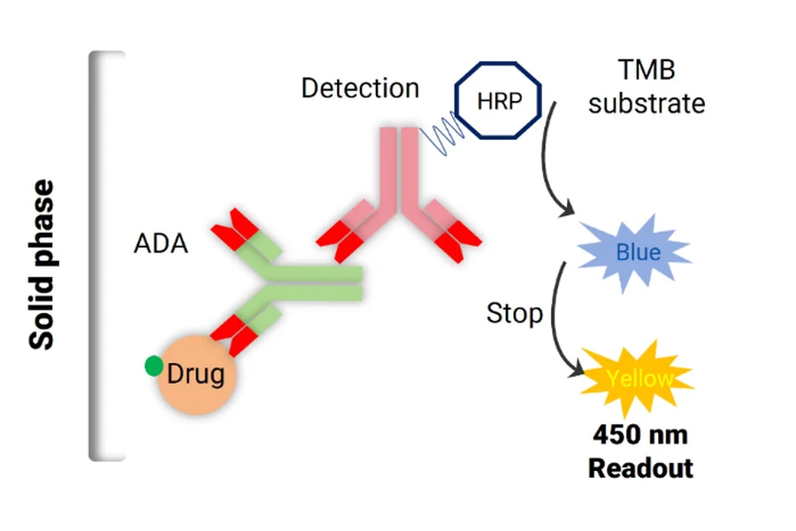 Immunogenicity