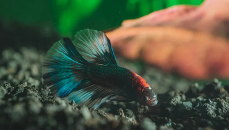 The Beauty of Elephant Ear Betta Fish Care Guide, Facts, and Buying Tips