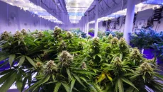Cannabis Seeds