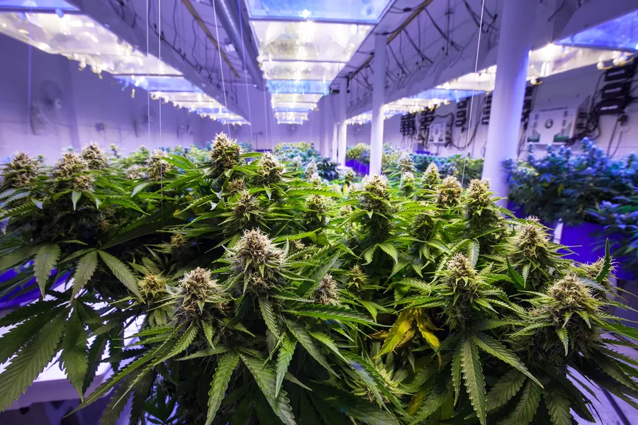 Cannabis Seeds
