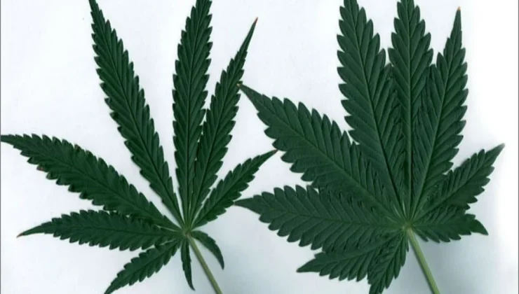 Indica and Sativa Strains