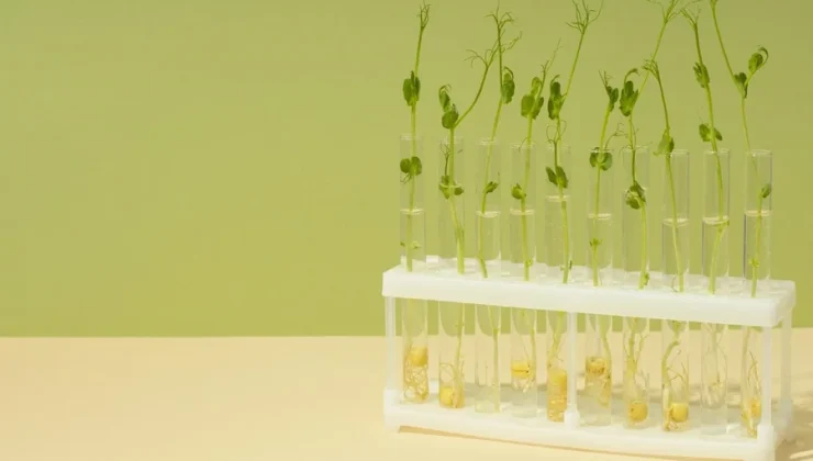 Specialty Plant Genetics
