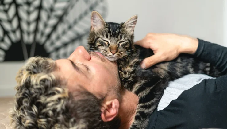 Animal Cat