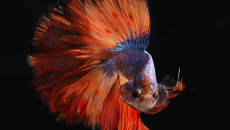 Betta Fish