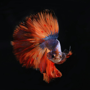 Betta Fish