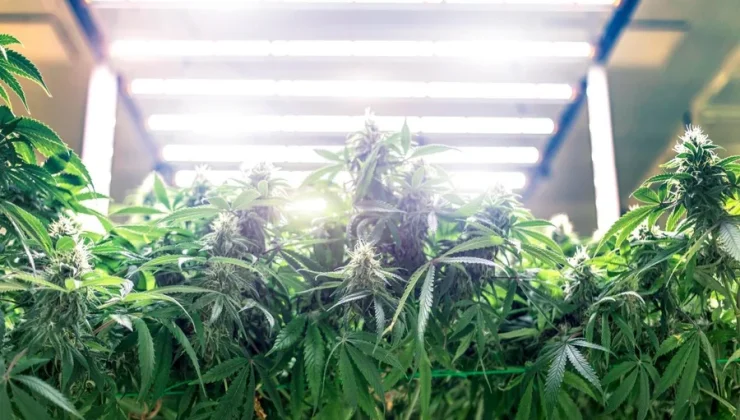 Cannabis