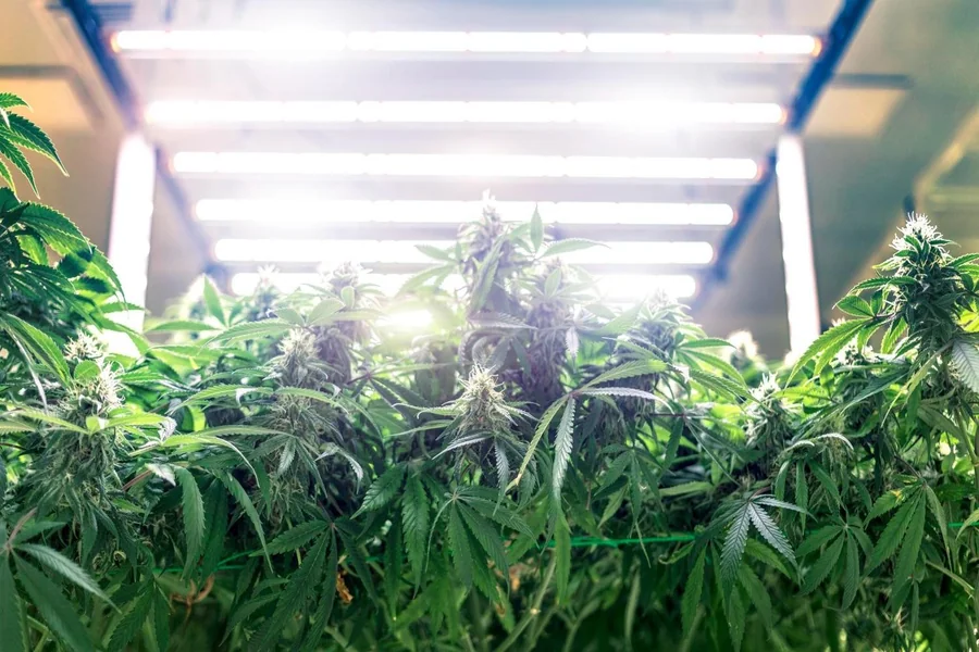 Cannabis